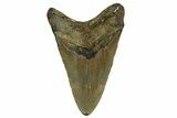 Fossil Megalodon Tooth - North Carolina #328101-2
